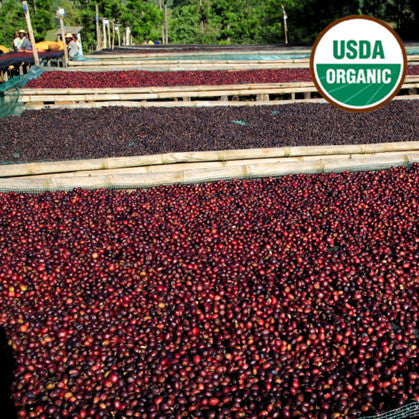 Ethiopia ORGANIC Guji G1 Buku Sayisa