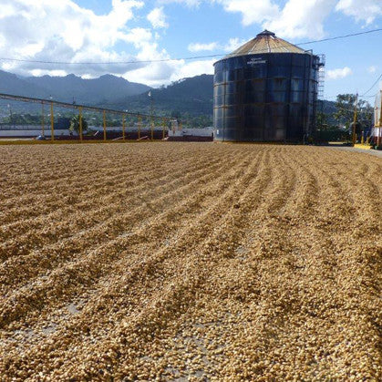 Costa Rica Tarrazu Honey - Jaguar Special